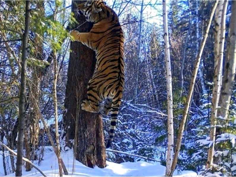 Национальный парк зов тигра - zov tigra national park - abcdef.wiki