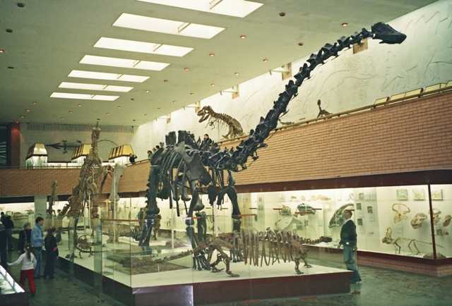 Палеонтологический музей москвы | страна мастеров