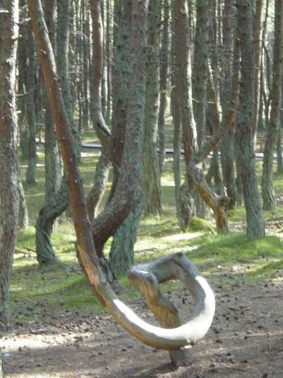 Страницабрянский лес