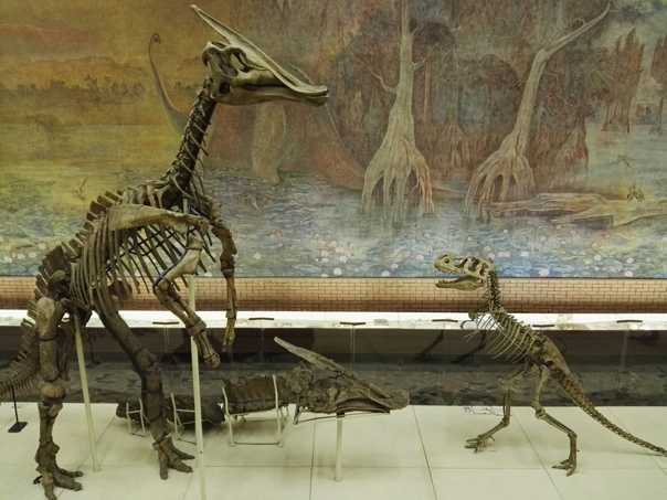 Палеонтологический музей имени ю. а. орлова