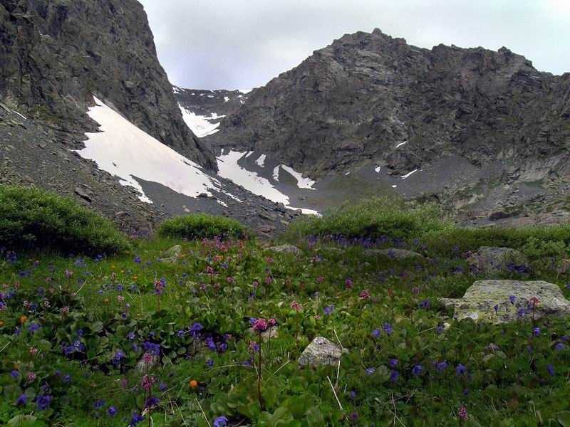 Алтайский заповедник: территория, флора и фауна, охрана :: syl.ru