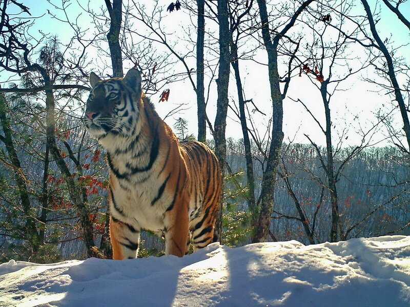 Национальный парк «зов тигра» описание и фото - россия - дальний восток: приморский край