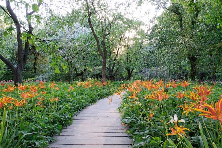 Ботанический сад «аптекарский огород» 2021: фото, часы работы, как добраться, что посмотреть | loratravels - образ жизни и путешествия