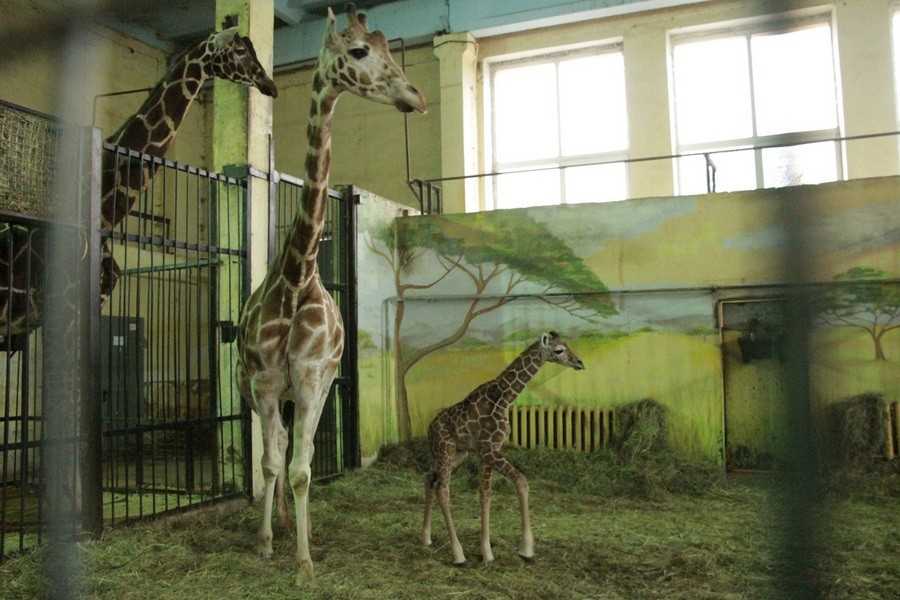 Калининградский зоопарк – интересный кусочек прусского наследия