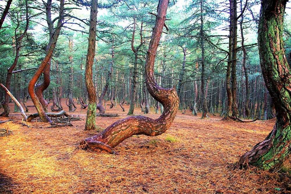 Танцующий лес » страшные истории
