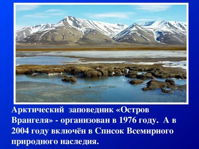 Животный мир заповедника "большой арктический"
