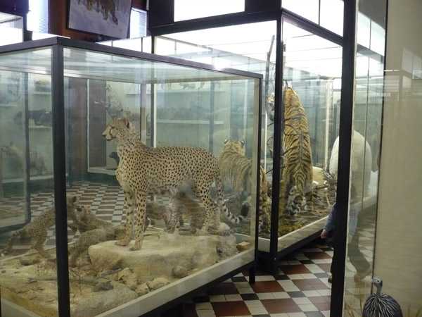 Зоологический музей мгу: описание, экспонаты, как добраться