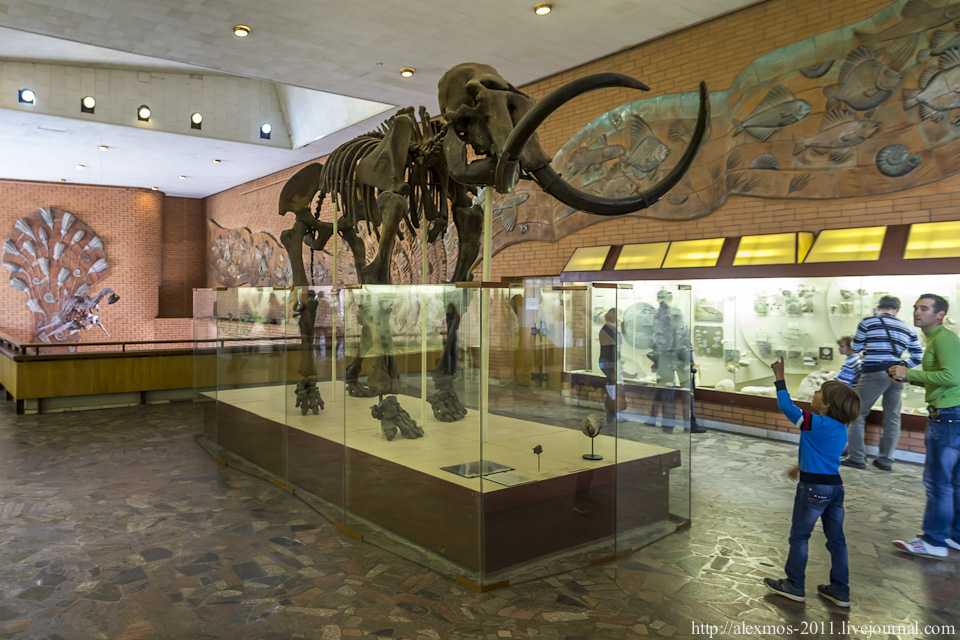 Палеонтологический музей им. ю.а.орлова