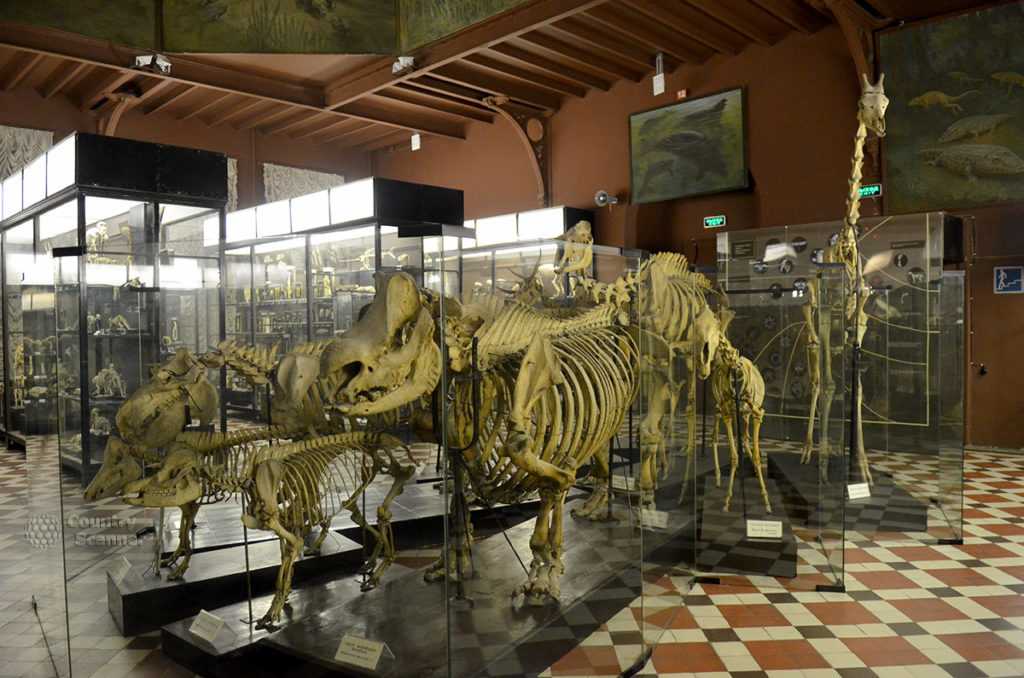 Что изображено на барельефах зоологического музея мгу. знакомство с мамонтом в музее на большой никитской
