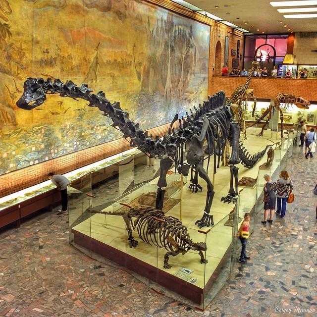Палеонтологический музей в москве: история, описание
