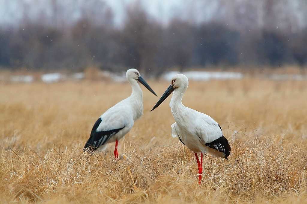 Журавль дальневосточный фото