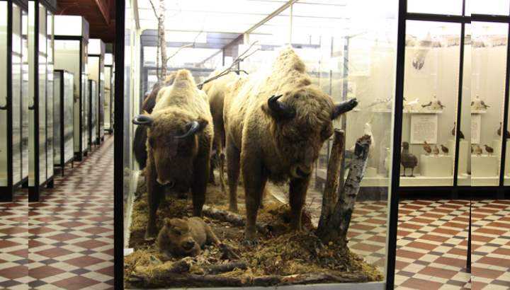 Мгу, зоологический музей: символ, экспозиция, экскурсия, отзывы