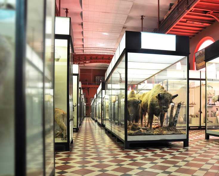 Московский зоологический музеи – от момента образования до наших дней: обзор +видео