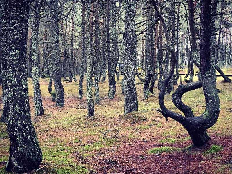 Заповедник «брянский лес»