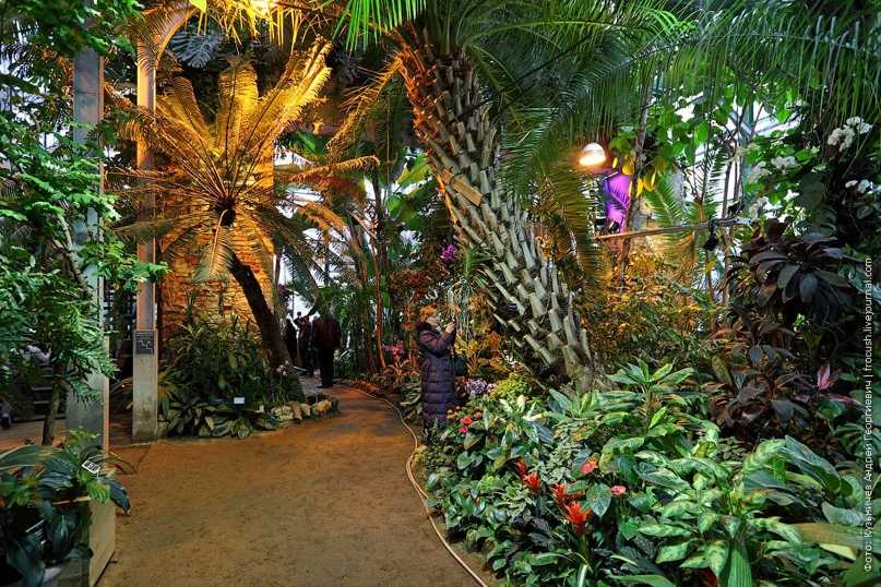 Ботанический сад мгу «аптекарский огород»: описание, выставки, как добраться