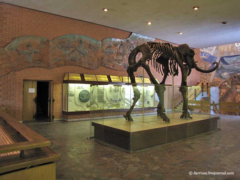 Палеонтологический музей: история, режим работы и цены, адрес, выставочные залы