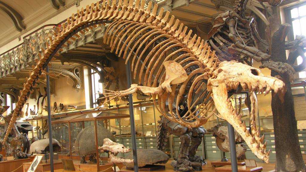 Палеонтологический музей имени ю.а. орлова – кто населял планету в прошлом