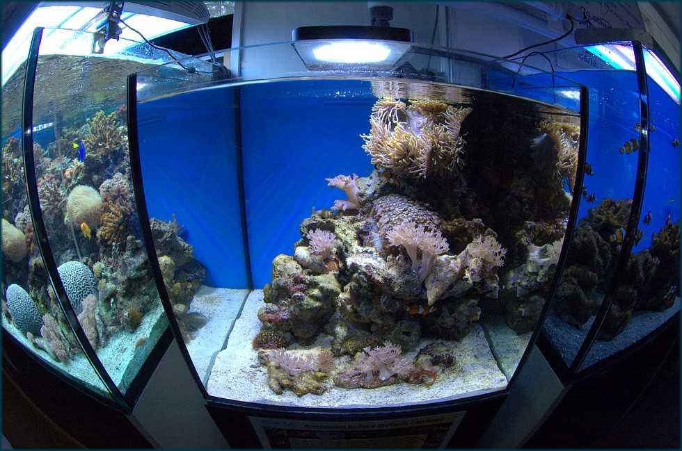 Океанариумы москвы, где находятся самый большой: обзор +видео и фото