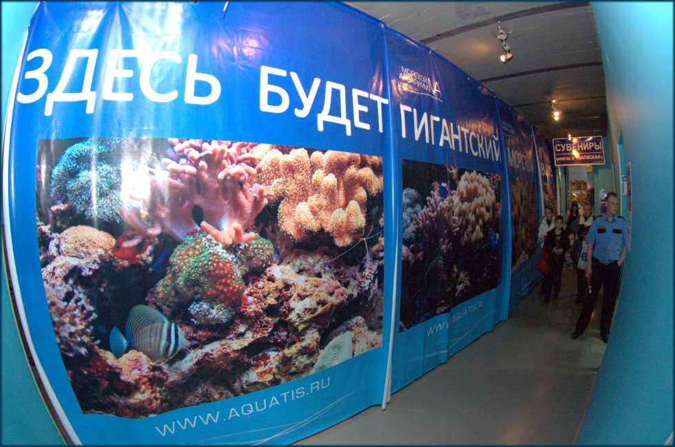 Океанариумы в москве: где находятся самые большие? подробный обзор +фото и видео