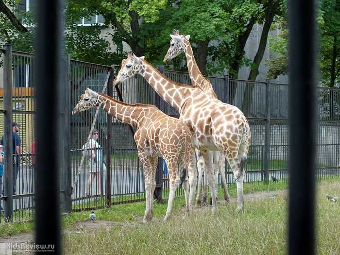 Калининградский зоопарк – интересный кусочек прусского наследия