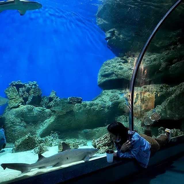 Океанариум РИО – это первый и самый большой океанариум в Москве открытый 28 октября 2011 Здесь можно увидеть представителей флоры и фауны со всех уголков мира – рыб и земноводных, рептилий и млекопитающих, птиц и пресмыкающихся Океанариум разместился в То