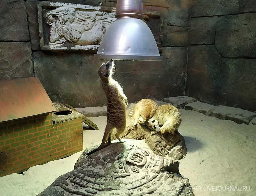 Московский зоопарк. что интересного посмотреть?