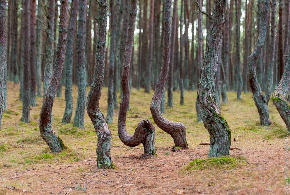 Танцующий лес на куршской косе — фото, история появления, как добраться