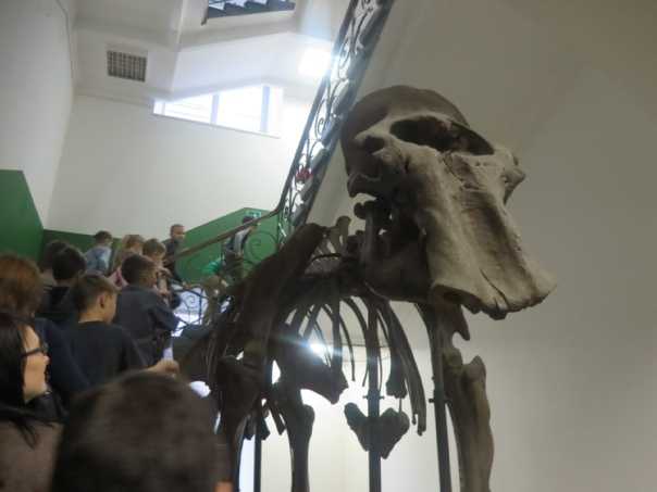 Зоологический музей в москве: история создания, смотровые залы, проводимые экскурсии