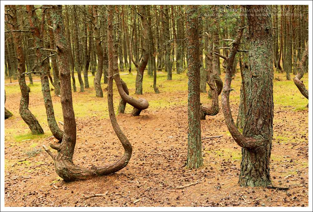 Танцующий лес на куршской косе
