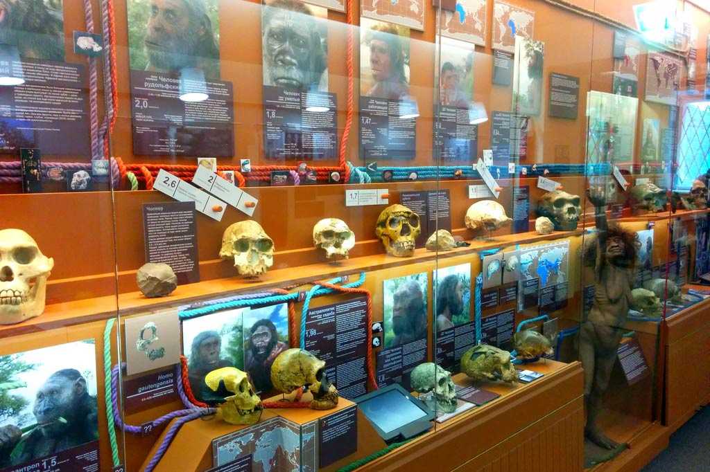 Биологический музей имени к. а. тимирязева - вики