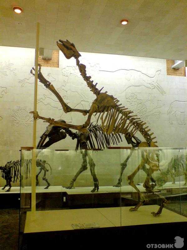 Музей динозавров в москве – окно в древний мир