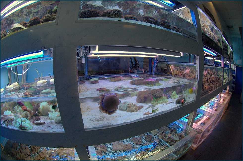 Океанариумы москвы, где находятся самый большой: обзор +видео и фото
