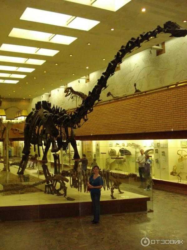 Палеонтологический музей москвы – эра динозавров