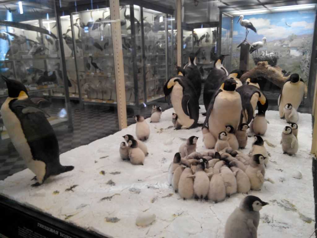 Фото зоологического музея мгу (25 фото)