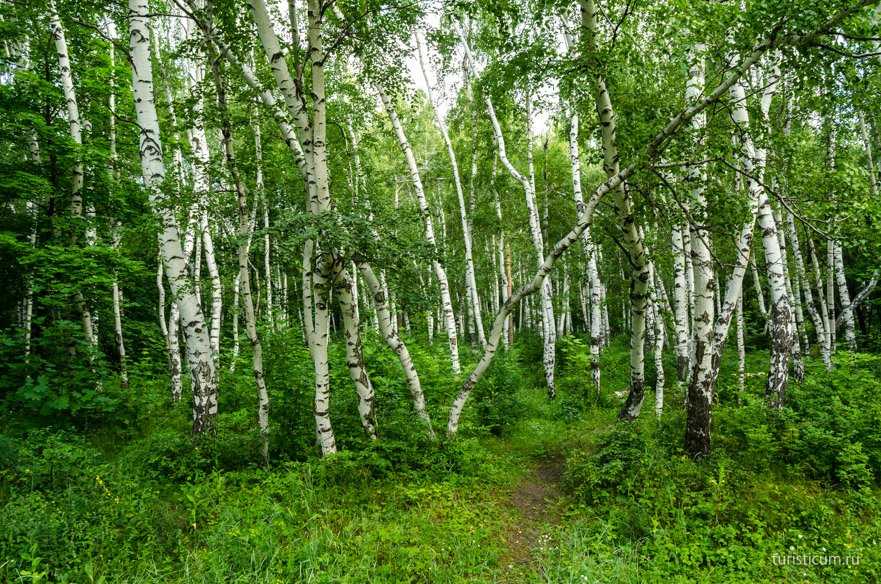 Дьяковский лес саратовской области - самое интересное, фото