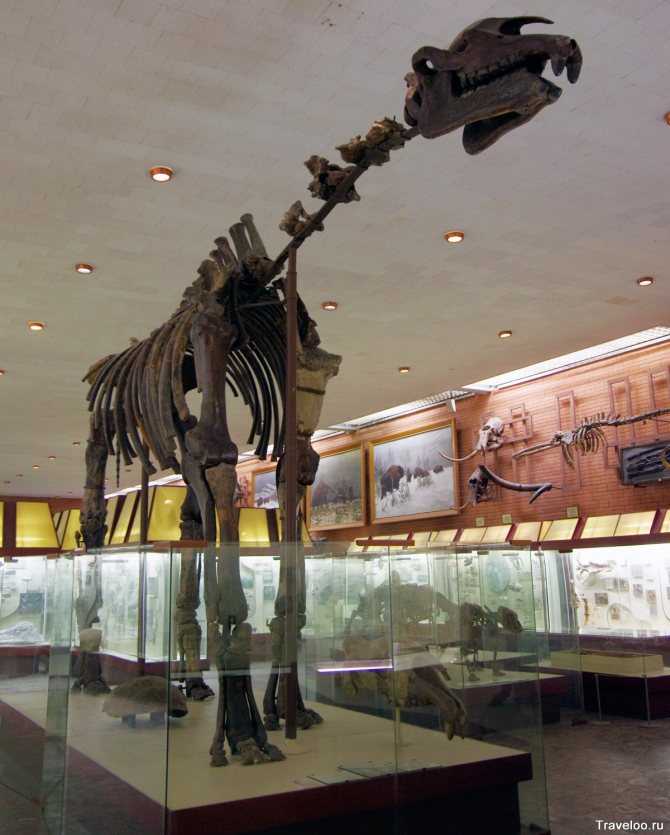 Палеонтологический музей в москве – отзыв, фото и видео