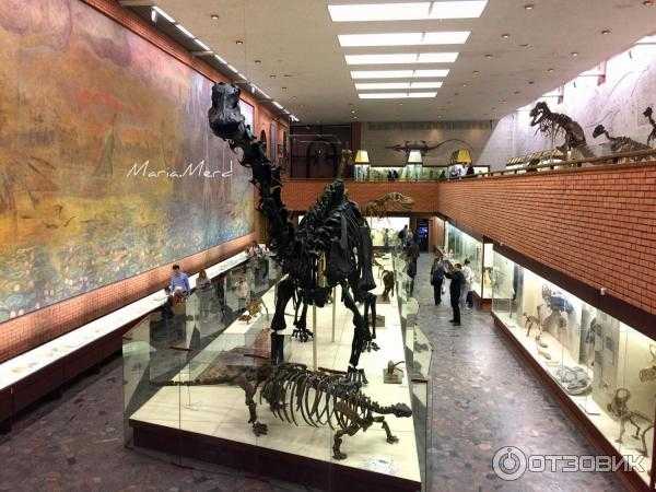 Палеонтологический музей: история, режим работы и цены, адрес, выставочные залы