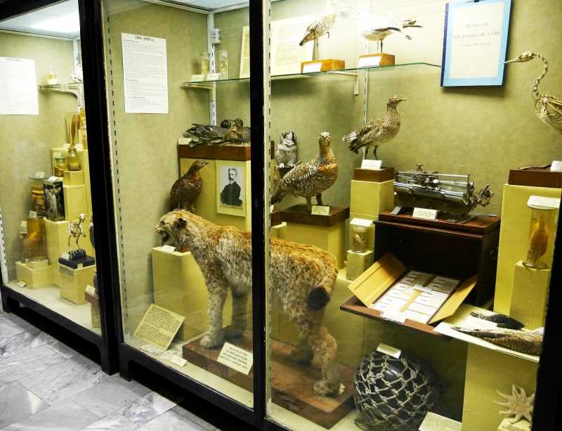Мгу, зоологический музей: символ, экспозиция, экскурсия, отзывы