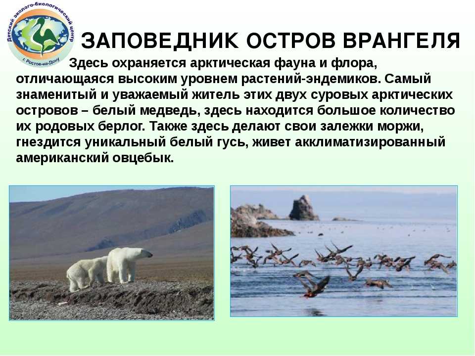 Экологические проблемы чукотского моря. проект «экологические проблемы морей россии»