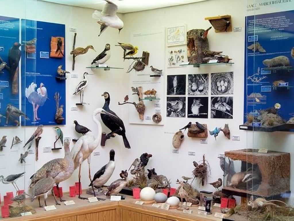Биологический музей имени к.а. тимирязева – один из лучших естественнонаучных музеев страны