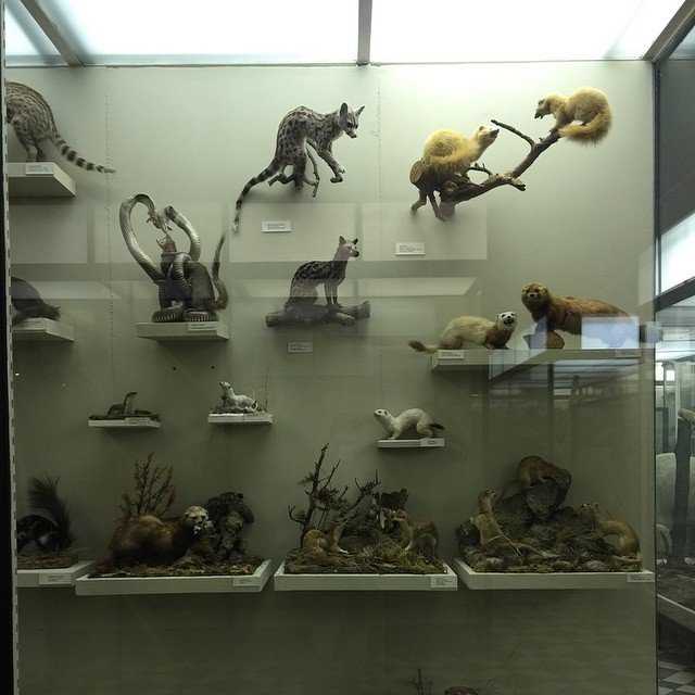 Что изображено на барельефах зоологического музея мгу. знакомство с мамонтом в музее на большой никитской