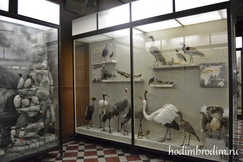 Зоологический музей мгу: описание, экспонаты, как добраться