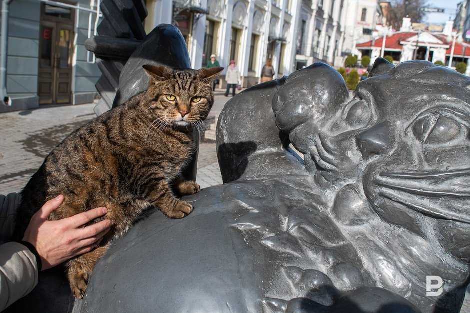 Памятник казанскому коту: как кошки с укороченным хвостом зимний дворец спасали и какие легенды связаны с кошками из татарстана