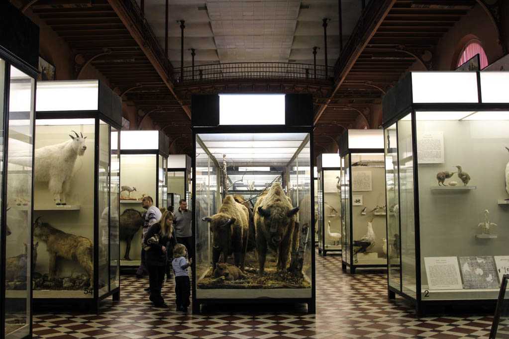 Московский зоологический музеи – как добраться и что посмотреть? обзор +видео