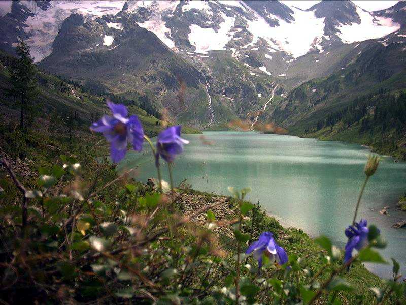 Алтайский заповедник: территория, флора и фауна, охрана