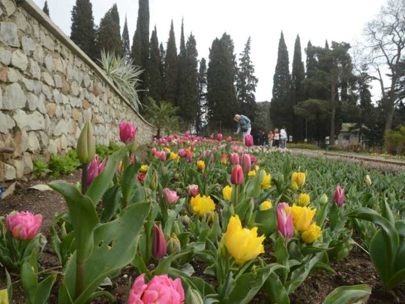 Никитский ботанический сад 2021 - выставки цветов, экскурсии