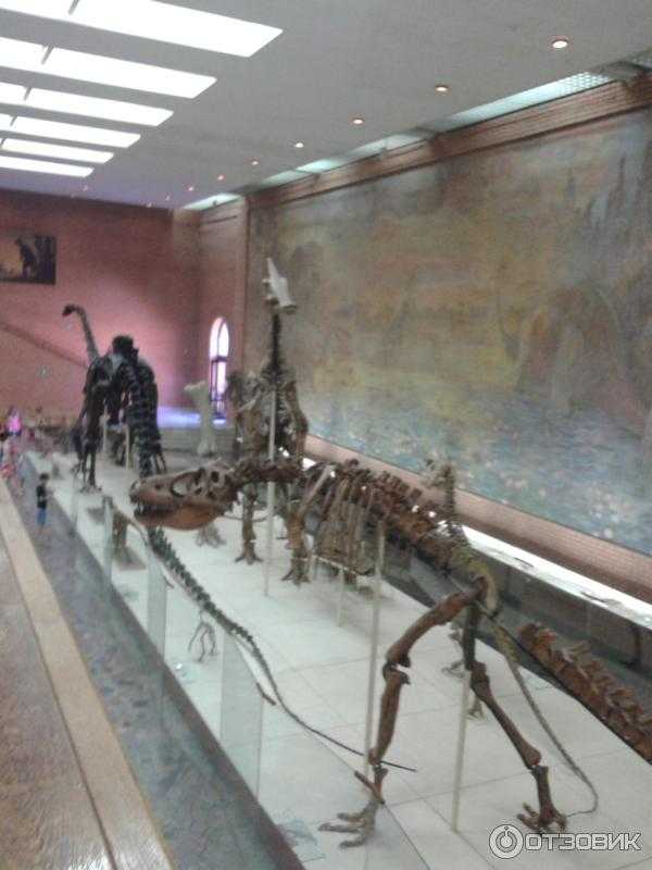 Палеонтологический музей имени орлова: история, экспонаты, экскурсии для детей