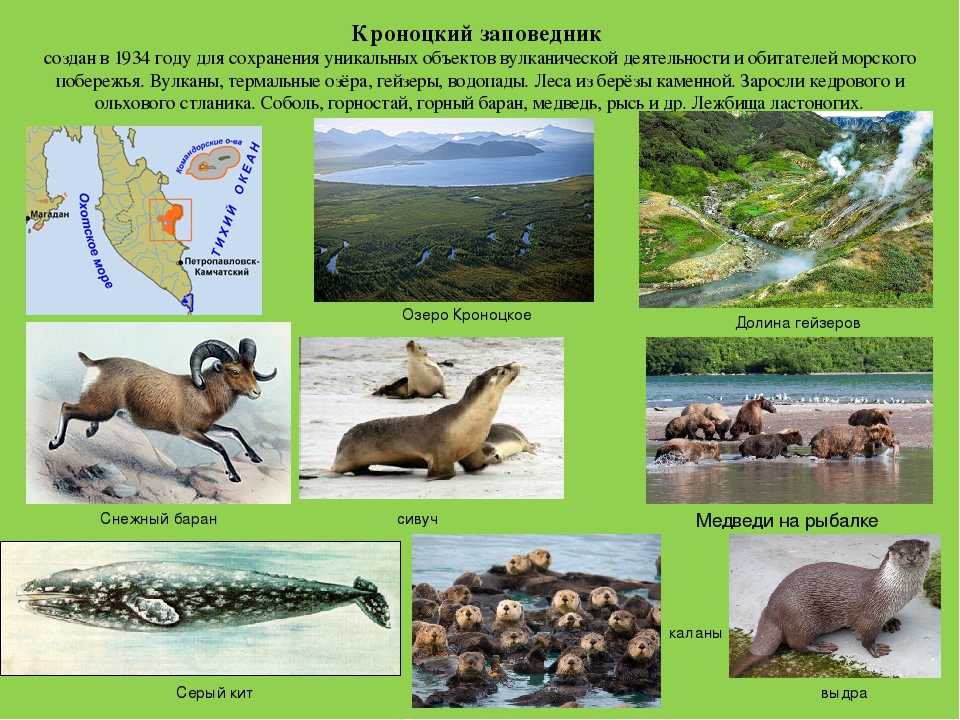 Кроноцкий заповедник - kronotsky nature reserve - abcdef.wiki