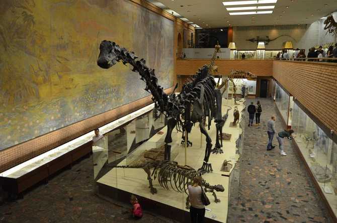 Палеонтологический музей в москве: история, описание