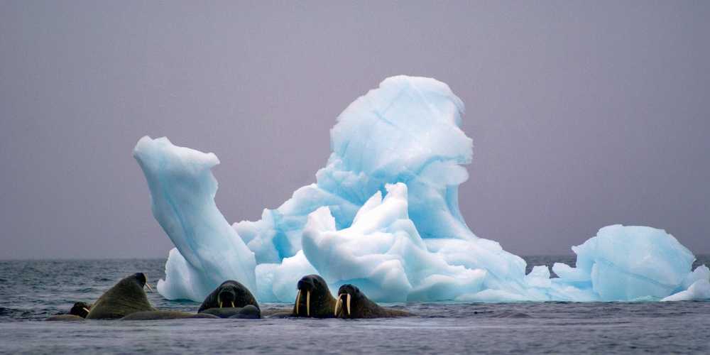 Большой арктический заповедник | арктика...природа с нами.